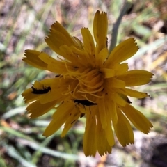 Dasytinae (subfamily) (Soft-winged flower beetle) at Budjan Galindji (Franklin Grassland) Reserve - 4 Mar 2024 by JenniM