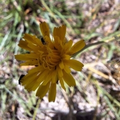 Dasytinae (subfamily) at Franklin Grassland (FRA_5) - 4 Mar 2024