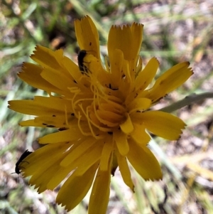 Dasytinae (subfamily) at Franklin Grassland (FRA_5) - 4 Mar 2024