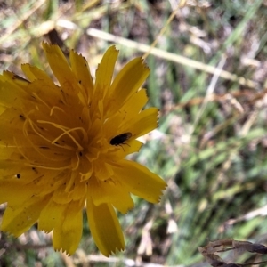 Diptera (order) at Franklin Grassland (FRA_5) - 4 Mar 2024