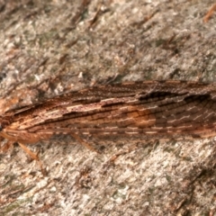 Stenosmylus stenopterus (An Osmylid Lacewing) at Mount Ainslie - 22 Mar 2024 by jb2602