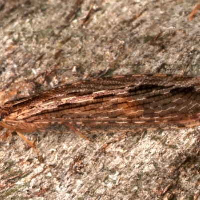 Stenosmylus stenopterus (An Osmylid Lacewing) at Ainslie, ACT - 22 Mar 2024 by jb2602