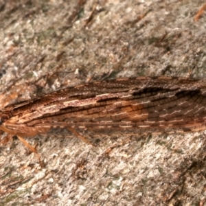 Stenosmylus stenopterus at Mount Ainslie - 22 Mar 2024