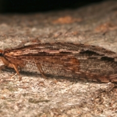 Stenosmylus stenopterus at Mount Ainslie - 22 Mar 2024 04:58 PM