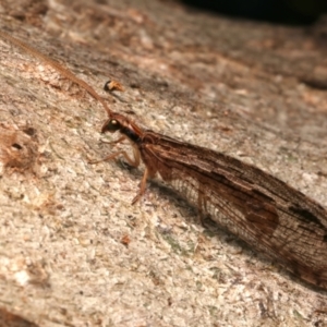 Stenosmylus stenopterus at Mount Ainslie - 22 Mar 2024 04:58 PM