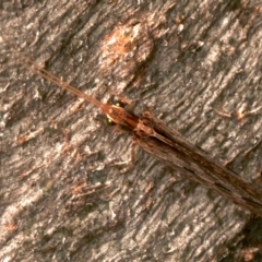 Stenosmylus stenopterus at Mount Ainslie - 22 Mar 2024 04:58 PM