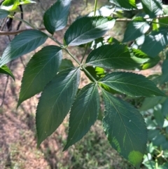 Fraxinus sp. (An Ash) at Aranda Bushland - 25 Mar 2024 by lbradley