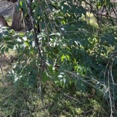 Fraxinus sp. at Aranda, ACT - 25 Mar 2024