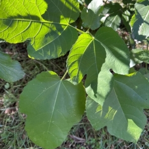 Ficus carica at Aranda Bushland - 25 Mar 2024