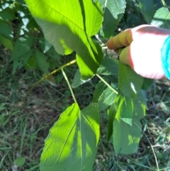 Ficus carica at Aranda, ACT - 25 Mar 2024