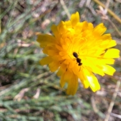 Halictidae (family) at Budjan Galindji (Franklin Grassland) Reserve - 4 Mar 2024 by JenniM