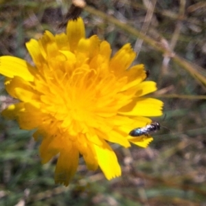 Halictidae (family) at Franklin Grassland (FRA_5) - 4 Mar 2024 12:20 PM