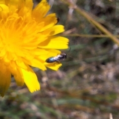 Halictidae (family) at Franklin Grassland (FRA_5) - 4 Mar 2024 12:20 PM