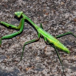 Pseudomantis albofimbriata at Drouin, VIC - 18 Mar 2024