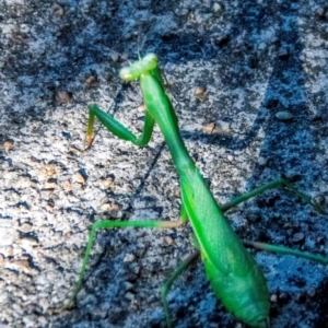 Pseudomantis albofimbriata at Drouin, VIC - 18 Mar 2024