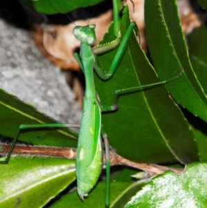 Pseudomantis albofimbriata at Drouin, VIC - 18 Mar 2024