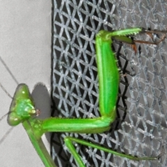 Pseudomantis albofimbriata at Drouin, VIC - 18 Mar 2024