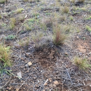 Austrostipa scabra at The Fair, Watson - 20 Mar 2024