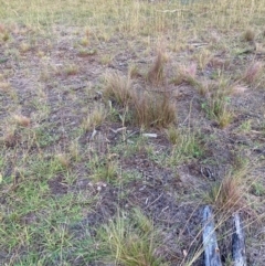 Austrostipa scabra (Corkscrew Grass, Slender Speargrass) at Mount Majura - 25 Mar 2024 by waltraud