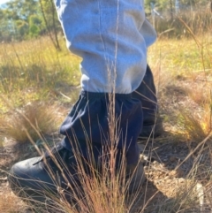 Austrostipa scabra at The Fair, Watson - 25 Mar 2024 09:49 AM