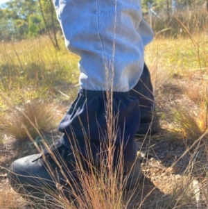 Austrostipa scabra at The Fair, Watson - 25 Mar 2024