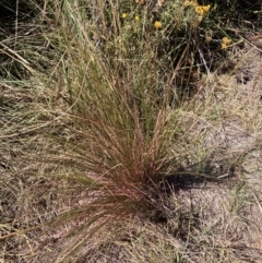 Austrostipa scabra (Corkscrew Grass, Slender Speargrass) at The Fair, Watson - 25 Mar 2024 by waltraud