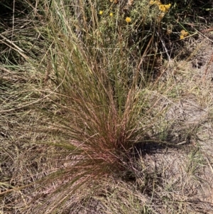 Austrostipa scabra at Mount Majura - 25 Mar 2024 01:40 PM