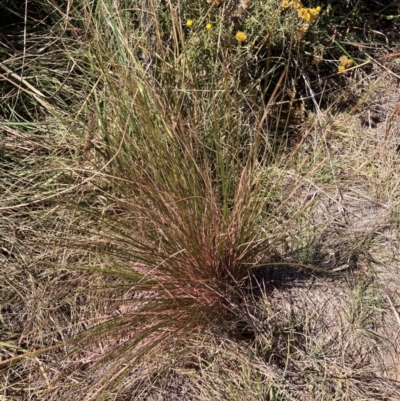 Austrostipa scabra (Corkscrew Grass, Slender Speargrass) at Mount Majura - 25 Mar 2024 by waltraud