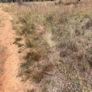 Austrostipa scabra at Mount Majura - 25 Mar 2024 01:40 PM