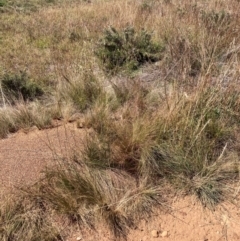 Austrostipa scabra at Mount Majura - 25 Mar 2024 01:40 PM