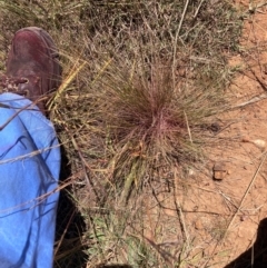 Austrostipa scabra at Mount Majura - 25 Mar 2024