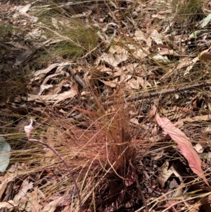 Austrostipa scabra at The Fair, Watson - 25 Mar 2024 01:41 PM