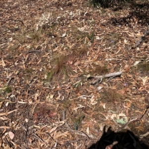 Austrostipa scabra at The Fair, Watson - 25 Mar 2024