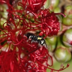 Hylaeus (Gnathoprosopis) chromaticus (A Masked Bee) at Hall, ACT - 24 Mar 2024 by Anna123