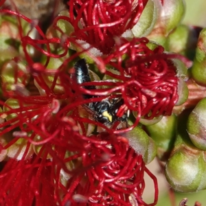 Hylaeus (Gnathoprosopis) chromaticus at Hall, ACT - 24 Mar 2024