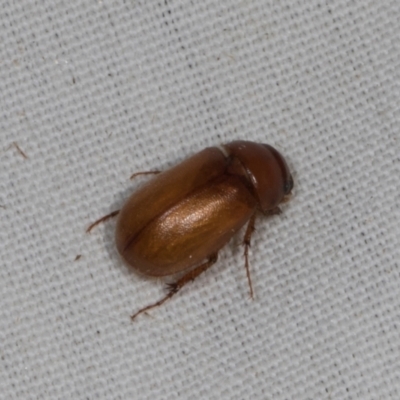 Unidentified Scarab beetle (Scarabaeidae) at Higgins, ACT - 10 Jan 2024 by AlisonMilton