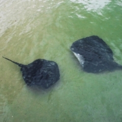 Bathytoshia brevicaudata (Smooth Stingray) at Inverloch, VIC - 24 Mar 2024 by Petesteamer