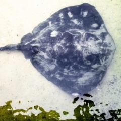 Bathytoshia brevicaudata at Inverloch, VIC - 24 Mar 2024 12:04 PM