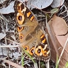 Junonia villida (Meadow Argus) at Little Taylor Grassland (LTG) - 23 Mar 2024 by galah681