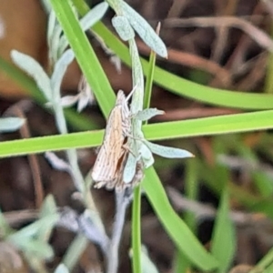 Culladia cuneiferellus at Little Taylor Grassland (LTG) - 23 Mar 2024