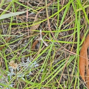 Pterophoridae (family) at Little Taylor Grassland (LTG) - 23 Mar 2024