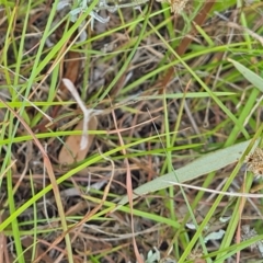 Pterophoridae (family) at Little Taylor Grassland (LTG) - 23 Mar 2024 11:49 AM