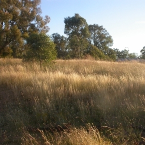 Austrostipa scabra at Mount Majura - 8 Dec 2020