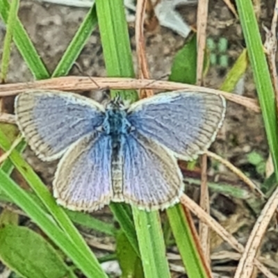 Zizina otis (Common Grass-Blue) at Little Taylor Grasslands - 23 Mar 2024 by galah681