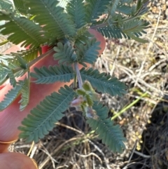 Acacia baileyana at Aranda, ACT - 25 Mar 2024