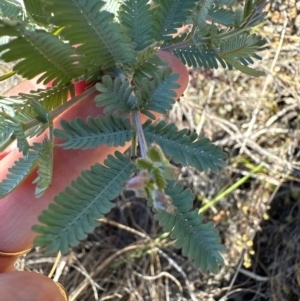 Acacia baileyana at Aranda, ACT - 25 Mar 2024