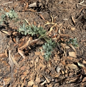 Acacia baileyana at Aranda Bushland - 25 Mar 2024