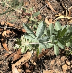 Acacia baileyana at Aranda Bushland - 25 Mar 2024