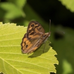 Heteronympha merope (Common Brown Butterfly) at Smithton, TAS - 10 Feb 2024 by AlisonMilton