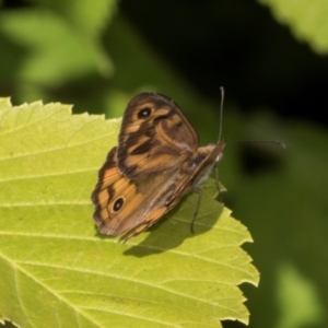 Heteronympha merope at Smithton, TAS - 10 Feb 2024